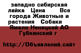 западно сибирская лайка › Цена ­ 0 - Все города Животные и растения » Собаки   . Ямало-Ненецкий АО,Губкинский г.